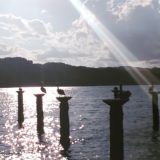 Pelikane im Meer sitzen auf alten Pfählen